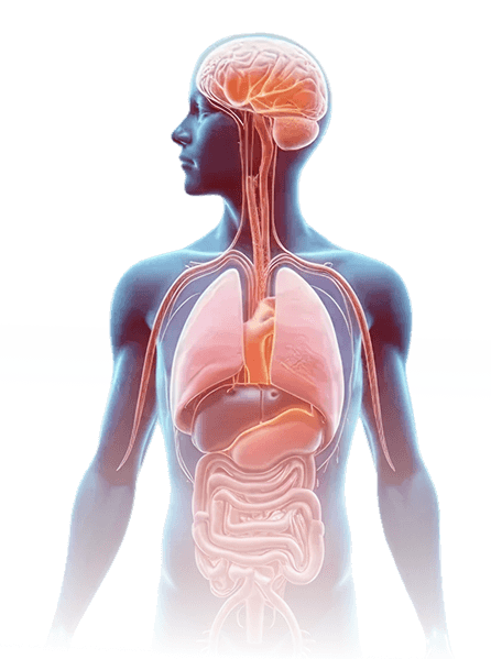 Human Anatomy